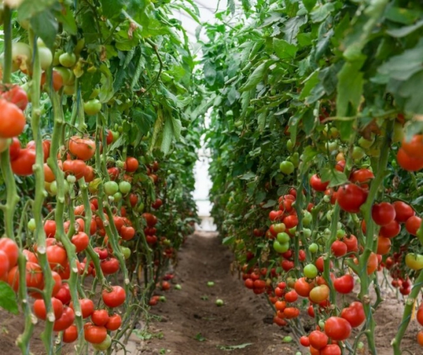Выбираем семена томатов. На что обращаем внимание при выборе?